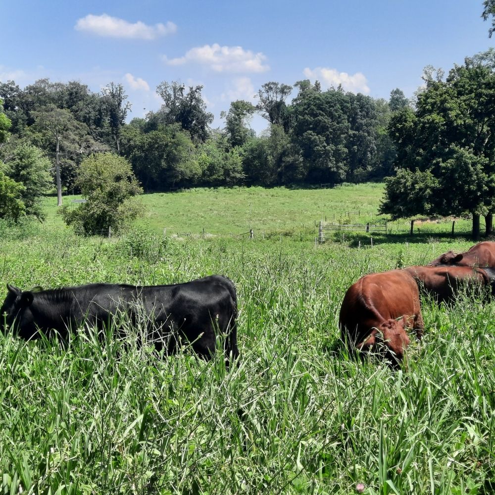 Dexter cattle grazing peacefully on lush green pasture at Kropf Meadows Farm, showcasing grass-fed beef production through regenerative agriculture in Lancaster County, Pennsylvania
