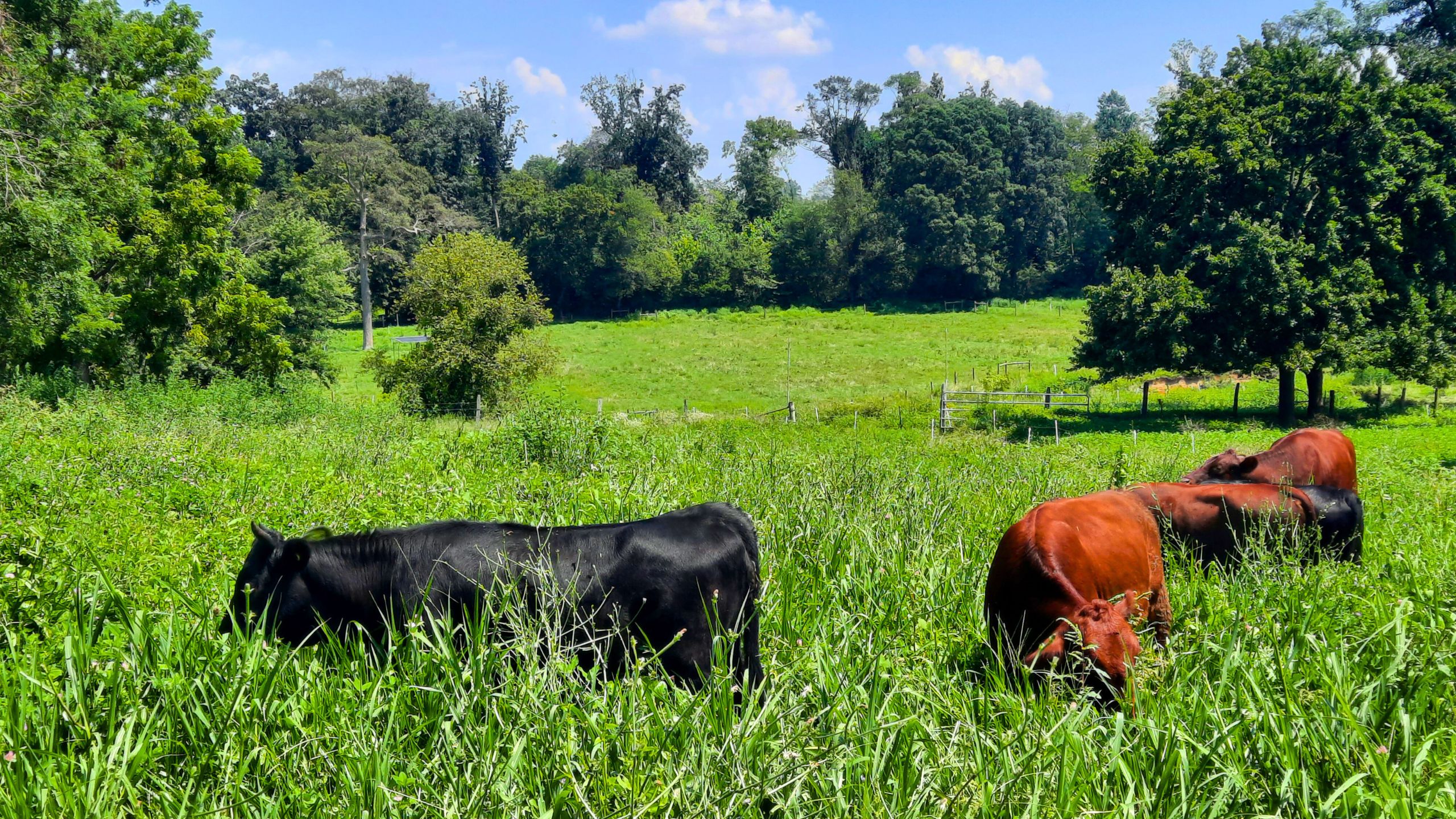 grass-fed and grass-finished cattle raised for beef on lush pastures at Kropf Meadows Farm