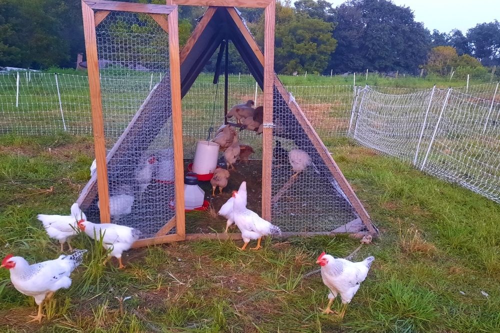 Pasture-raised chickens foraging on green grass at Kropf Meadows Farm in Lancaster County PA<br />
