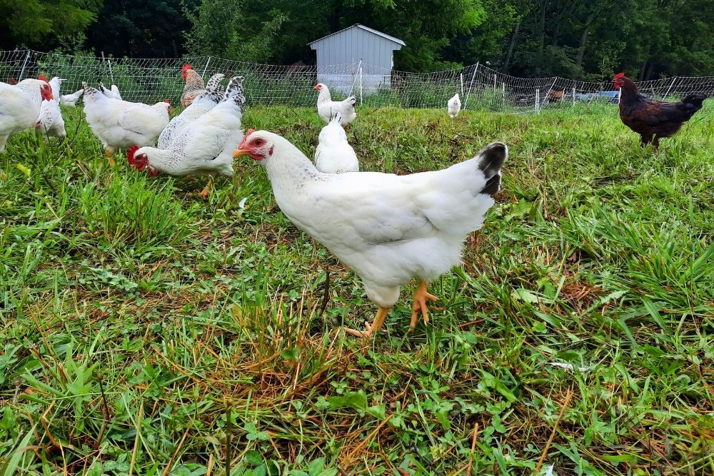 Pastured hens and the fresh eggs they produce daily<br />
