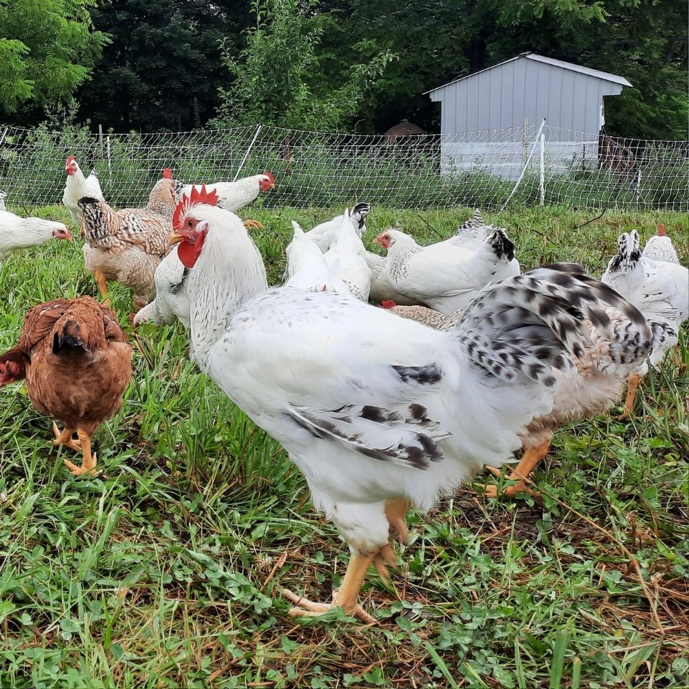 Pasture-raised chickens at Kropf Meadows Farm in Peach Bottom, PA