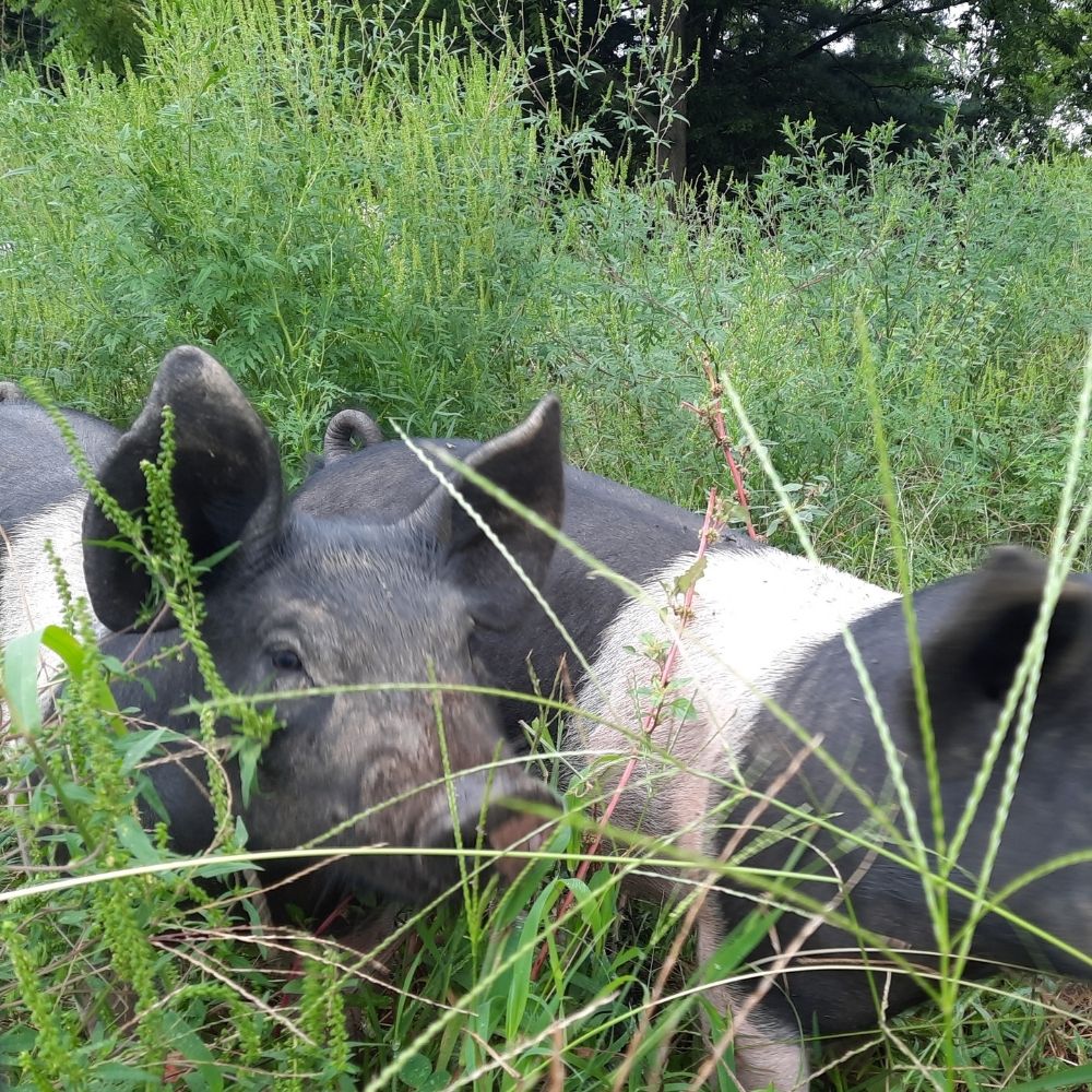 Pigs on lush pasture at Kropf Meadows Farm