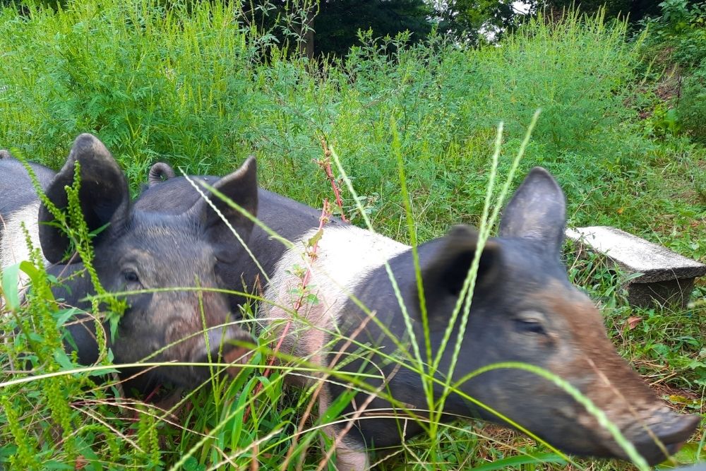 Pigs on lush pasture at Kropf Meadows Farm