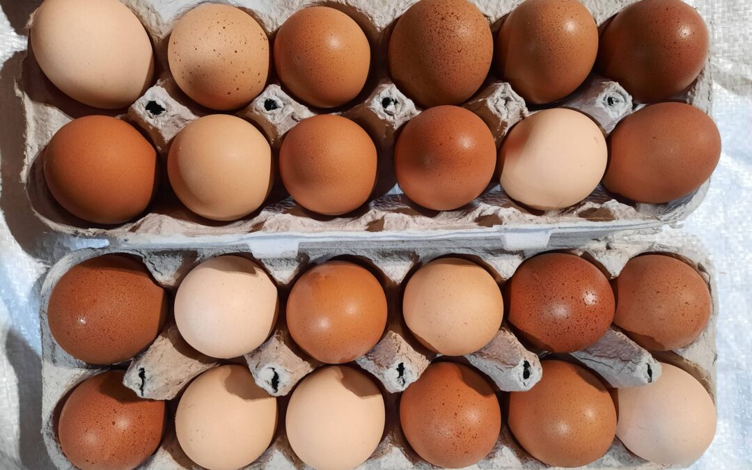 Fresh pastured eggs